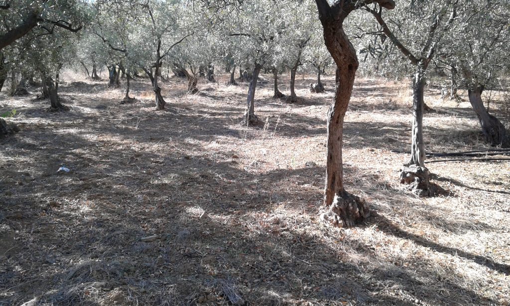 Mudanya Kumyaka Satılık Zeytinlik