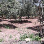 Mudanya Işıklı satılık arazi