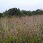 Mudanya Söğütpınar satılık tarla