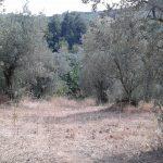 Trilye yola cephe satılık arsa