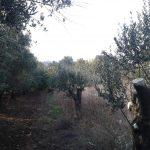 Bursa Mudanya Kaymakoba satılık arsa