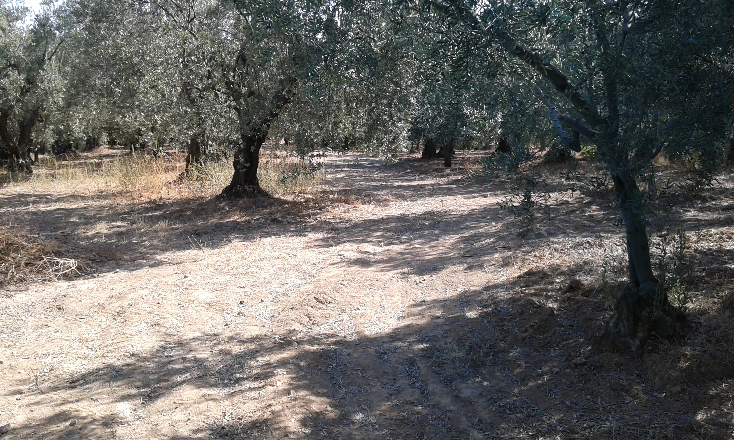 Bursa Mudanya satılık zeytinlik