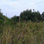 Bursa Mudanya Tirilye satılık arsa