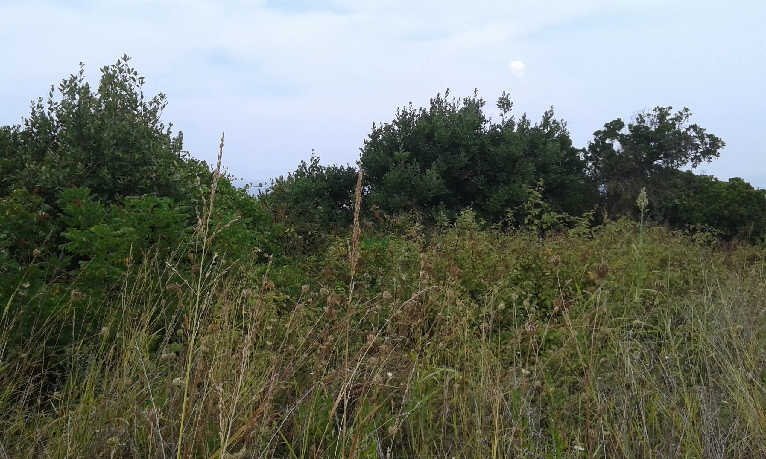 Bursa Mudanya Tirilye satılık arsa