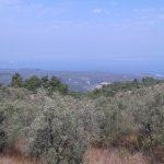 Tirilye deniz manzaralı satılık zeytinlik