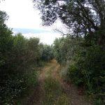 Mudanya Eşkel Esence deniz manzaralı zeytinlik