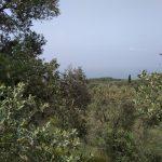 Mudanya Kumyaka deniz manzaralı zeytinlik