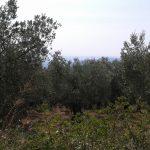 Bursa Mudanya Mesudiye satılık hobi bahçesi