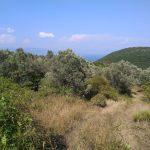 Mudanya deniz manzaralı satılık zeytinlik