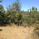 Bursa Mudanya Eğerce satılık zeytinlik