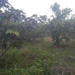 Mudanya Eşkel Esence ana yola cephe tarla