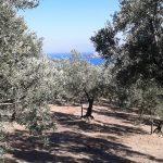 Kumyaka full deniz manzaralı satılık zeytinlik