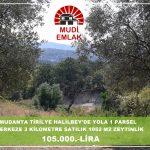 Mudanya Tirilye Zeytinbağı Halilbey satılık zeytinlik
