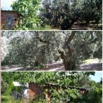 Bursa Mudanya Eşkel ihtiyaçtan satılık arsa