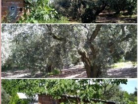 Bursa Mudanya Eşkel ihtiyaçtan satılık arsa