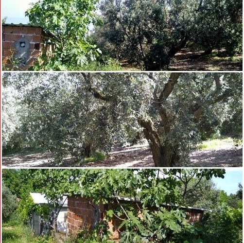 Bursa Mudanya Eşkel ihtiyaçtan satılık arsa