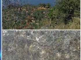 Mudanya Tirilye deniz manzaralı satılık zeytinlik