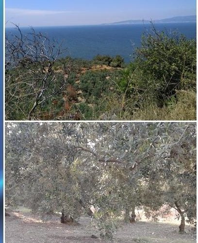 Mudanya Tirilye deniz manzaralı satılık zeytinlik