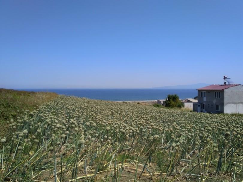 Mudanya acil satılık deniz manzaralı arsa