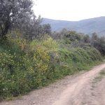 Mudanya Tirilye Halilbey satılık zeytinlik