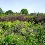 Mudanya Ayazma satılık hobi bahçesi