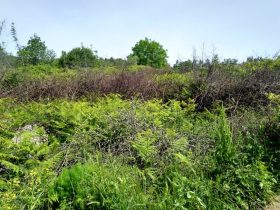 Mudanya Ayazma satılık hobi bahçesi