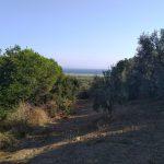 Mudanya Mesudiye deniz manzaralı satılık zeytinlik