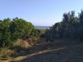 Mudanya Mesudiye deniz manzaralı satılık zeytinlik