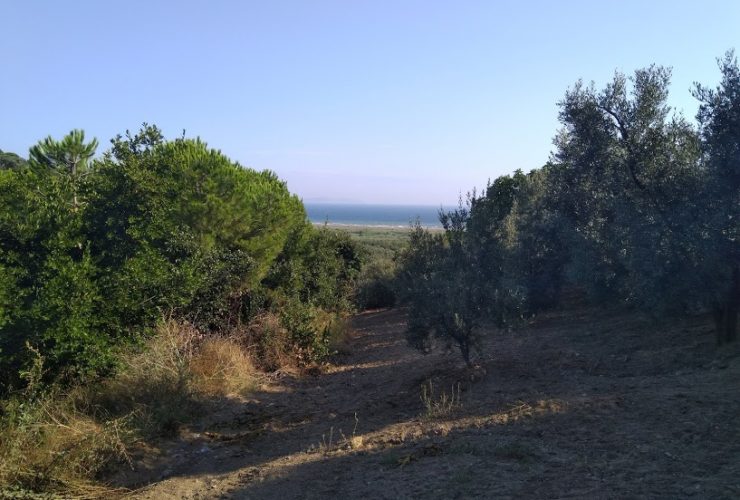 Mudanya Mesudiye deniz manzaralı satılık zeytinlik