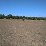 Yatırımlık 1 dönüm satılık tarla Bursa Mudanya Eşkel