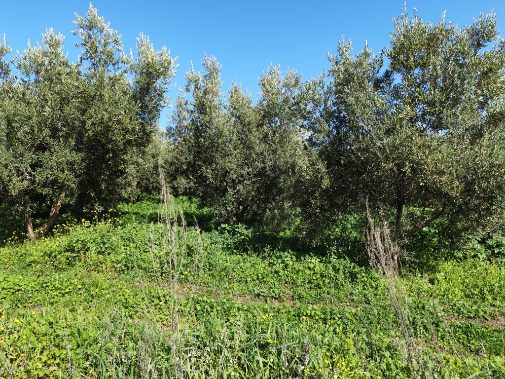 denize yakın eşkel arsa