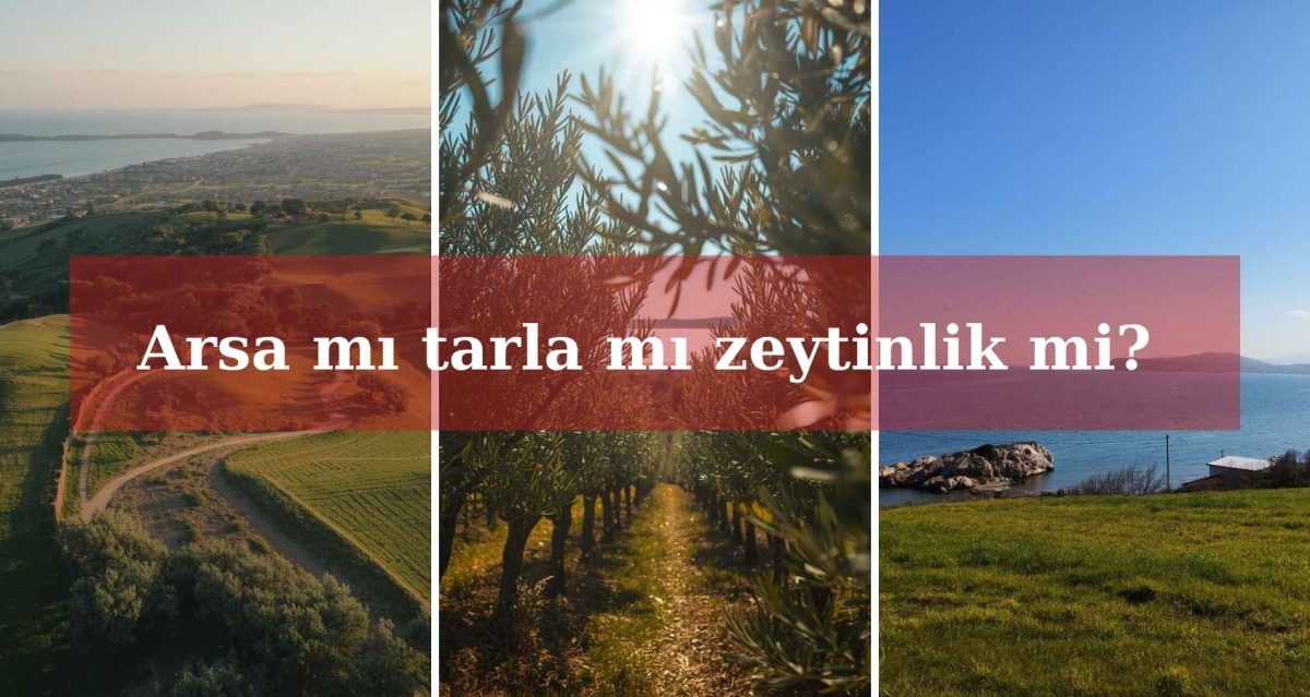 mudanya-arsa-mi-zeytinlik-mi-tarla-mi-bursa-icin-dogru-arazi-hangisi-gorseli